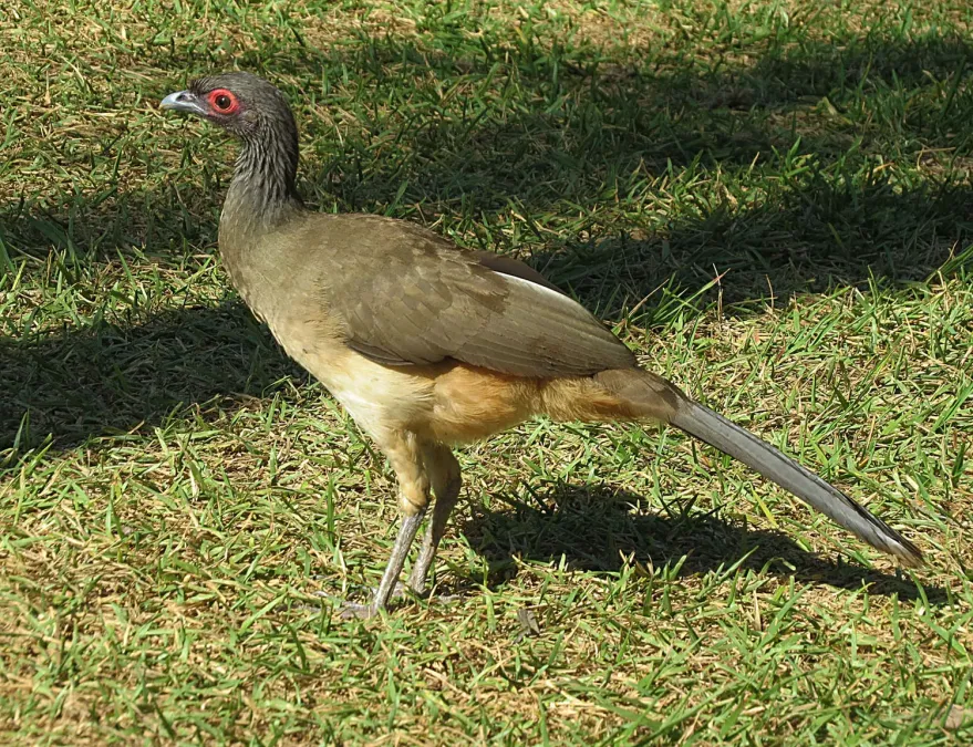 File:Ortalis poliocephala (24328217339).jpg