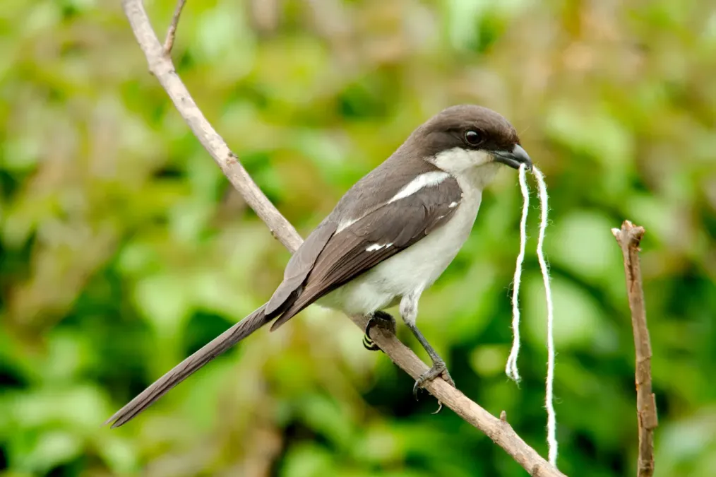File:Lanius humeralis female.jpg