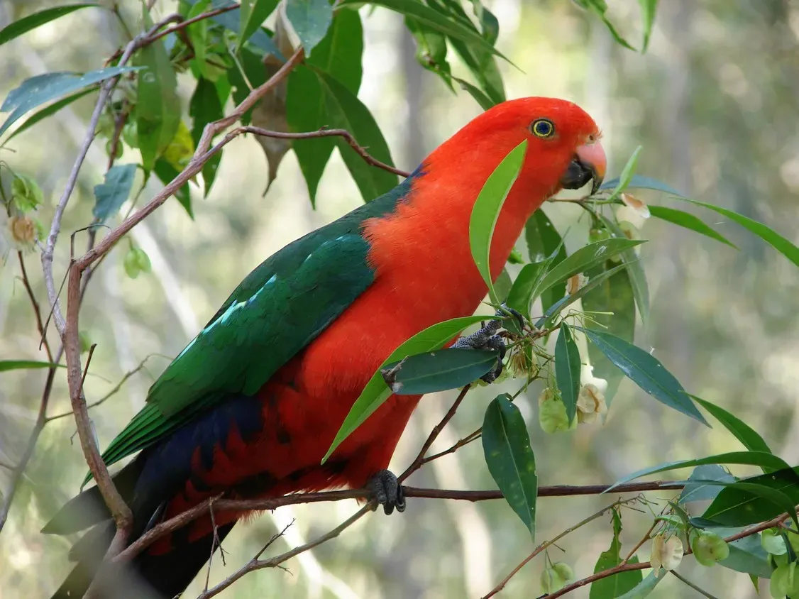 File:Alisterus scapularis -Brisbane-6.jpg