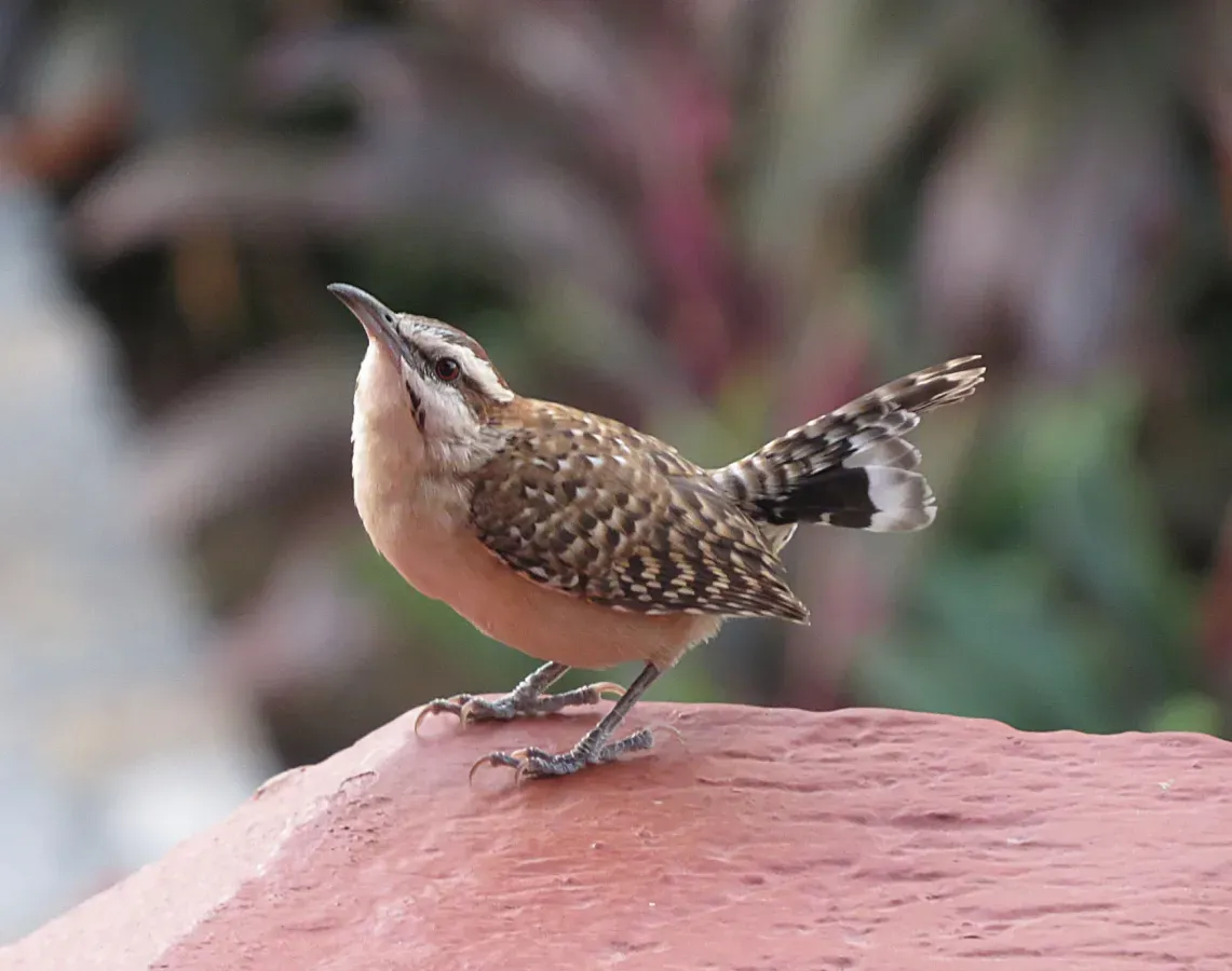 File:Campylorhynchus humilis, Playa el Arrocito, Oaxaca (24010538883).jpg