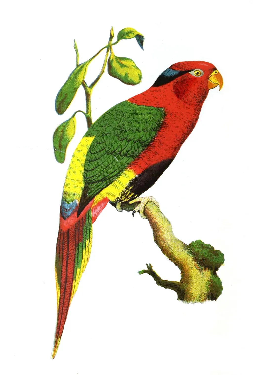 File:Charmosyna josefinae Otto Finsch.jpg