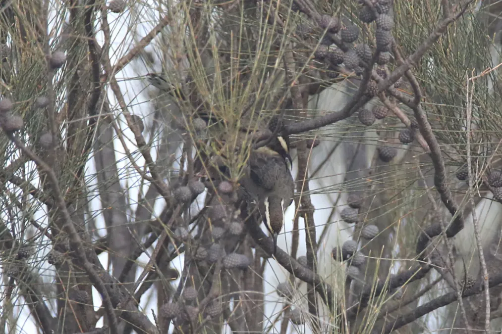 File:Pomatostomus superciliosus (27153643405).jpg