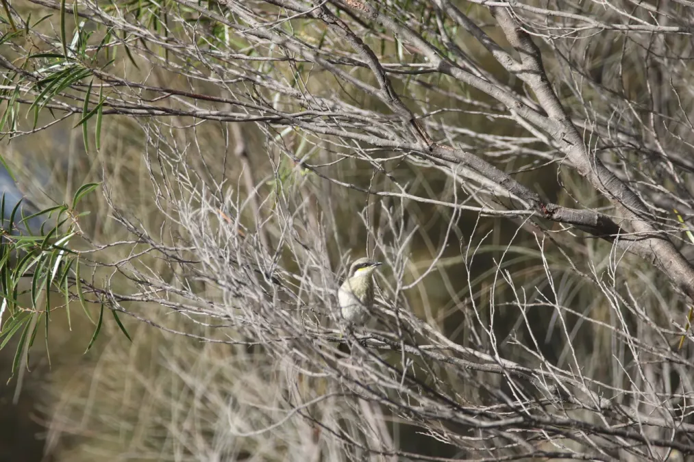 File:Gavicalis virescens (27153652115).jpg