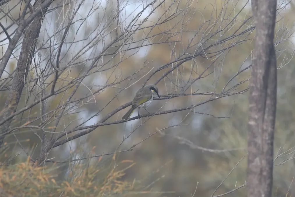 File:Gavicalis virescens (27153641815).jpg