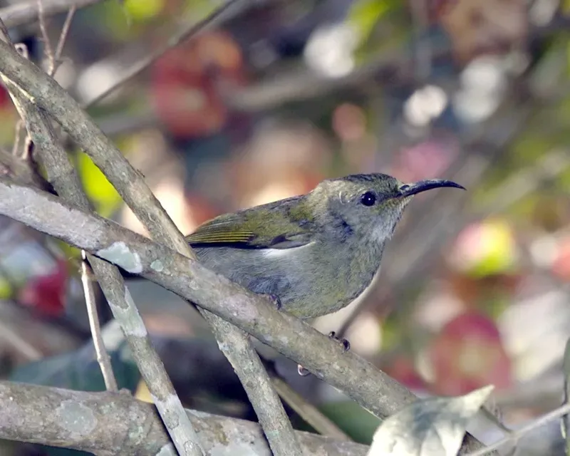 File:White-flanked Sunbird (Aethopyga eximia).jpg