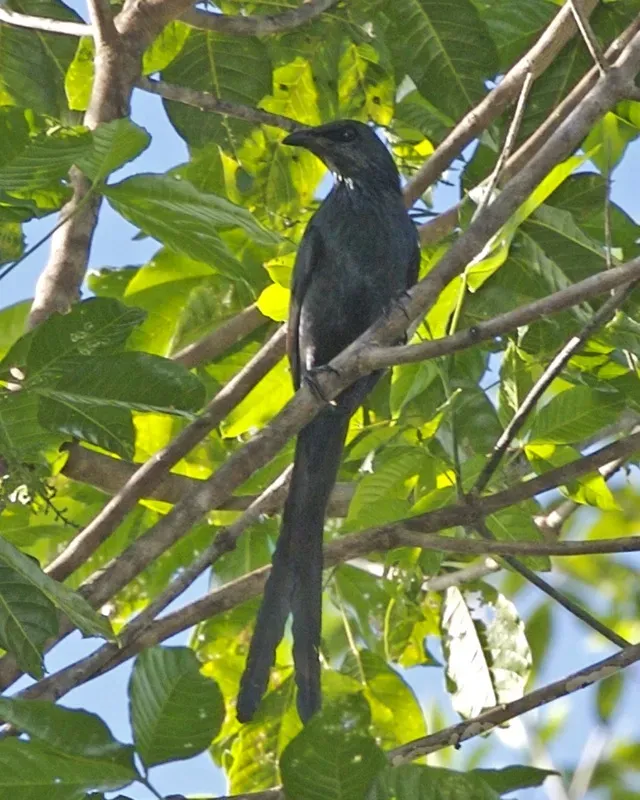 File:Long-tailed Starling (Aplonis magna).jpg