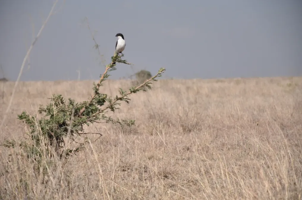 File:Lanius cabanisi near Nairobi, Kenya.jpg