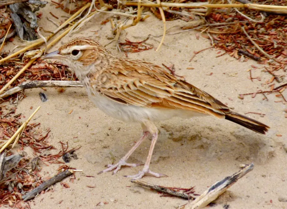 File:Fawn-coloured Lark (Calendulauda africanoides harei) (6451596791).jpg