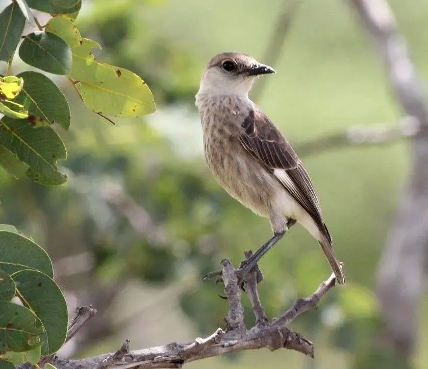 File:Myrmecocichla tholloni, Tembe, Birding Weto, a.jpg