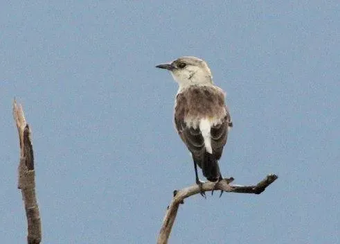 File:Myrmecocichla tholloni, Munhango, Birding Weto, b.jpg