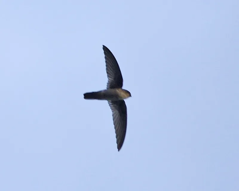 File:Uniform Swiftlet (Aerodramus vanikorensis).jpg