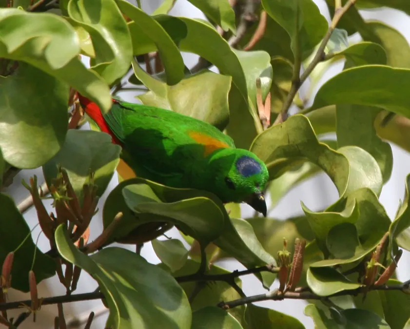 File:Loriculus galgulus (male) -Singapore-8.jpg