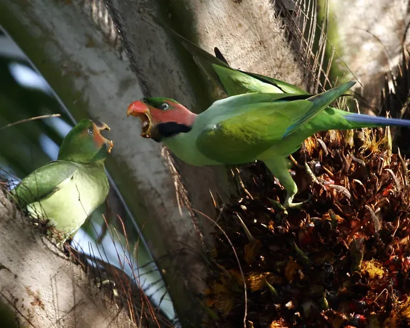 File:Long tailed parakeet (Psittacula longicauda).jpg