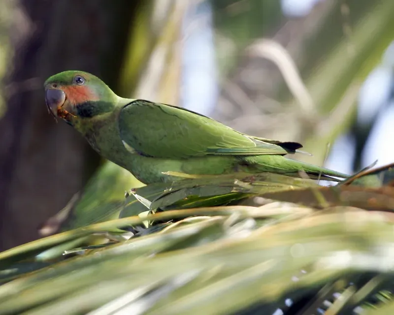 File:Psittacula longicauda -Queenstown -Singapore-6.jpg