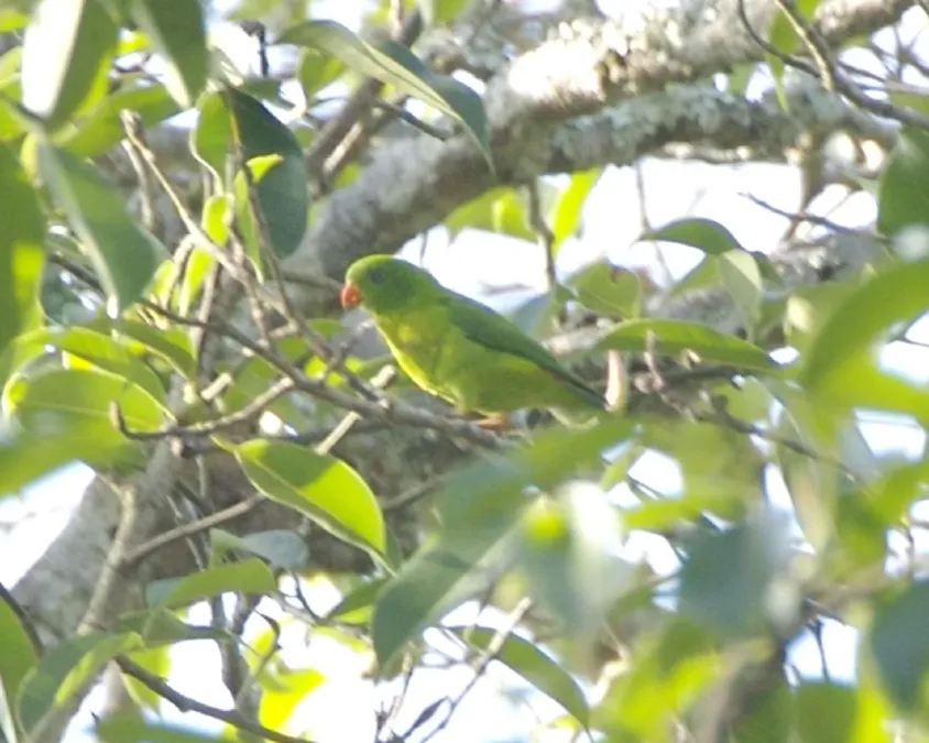 File:Loriculus pusillus -Java -Indonesia-6.jpg