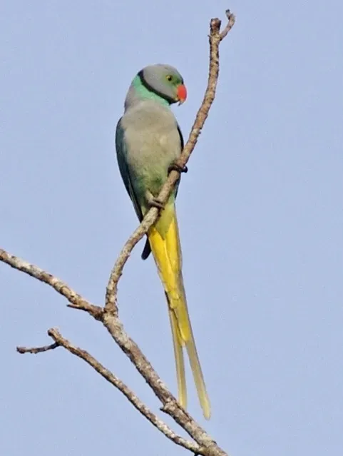 File:Psittacula columboides (male) -Kerala -India-8-4c.jpg