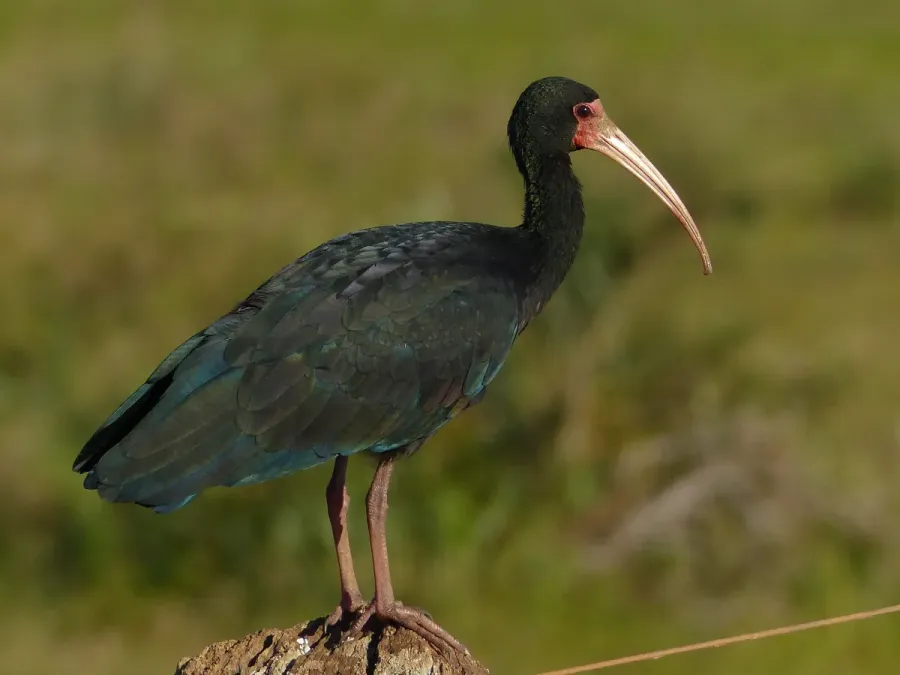 File:Bare-faced Ibis (Phimosus infuscatus) (28370845522).jpg