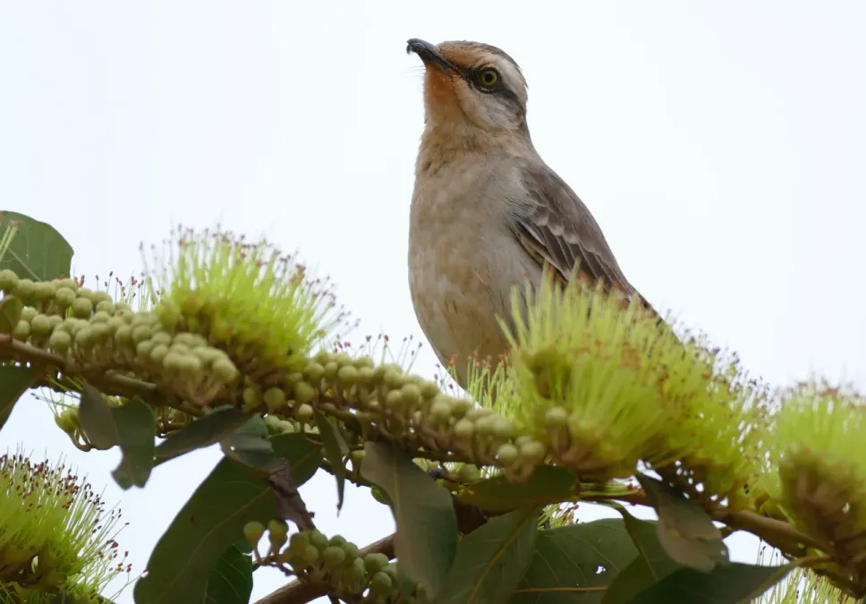 File:Chalk-browed Mockingbird (Mimus saturninus) (28459883006).jpg