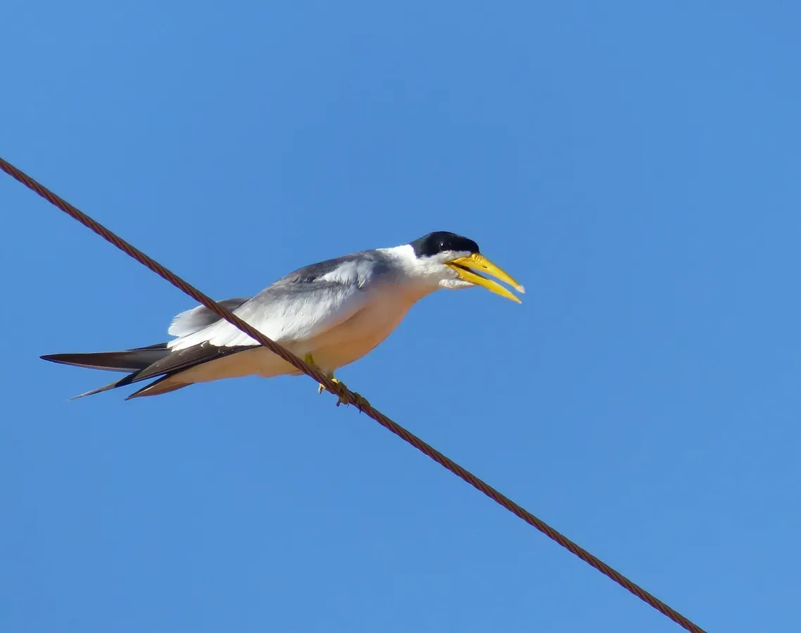 File:Large-billed Tern (Phaetusa simplex) (28435869255).jpg