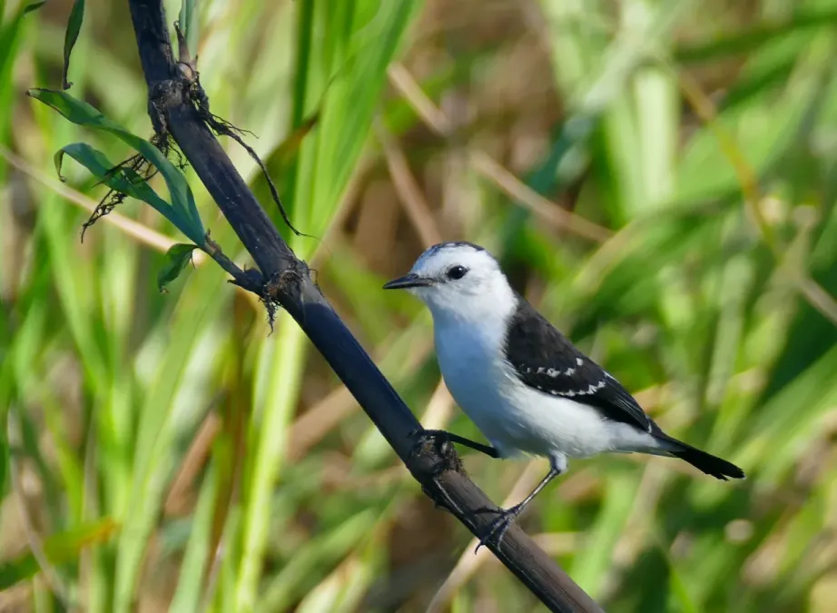 File:Black-backed Water Tyrant (Fluvicola albiventer) (28297947671).jpg
