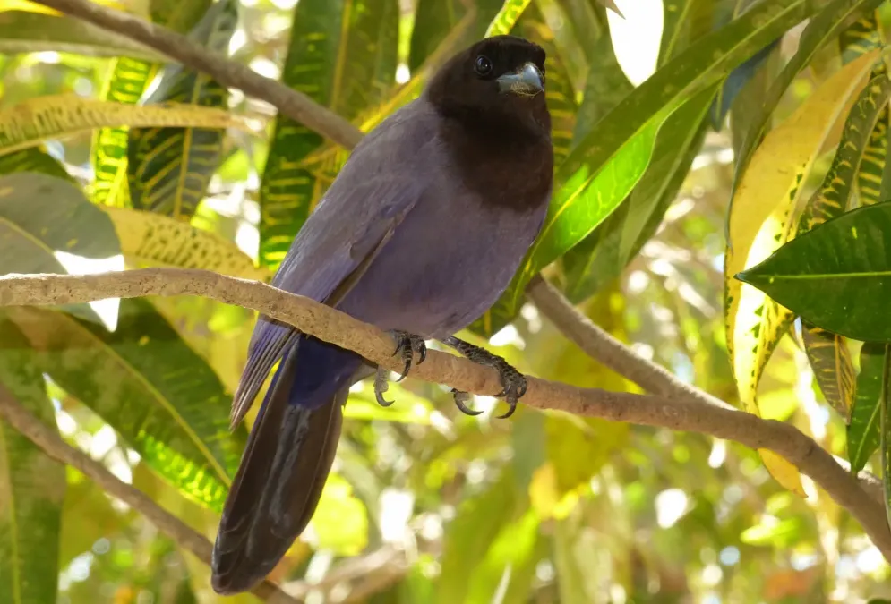 File:Purplish Jay (Cyanocorax cyanomelas) (28374089735).jpg