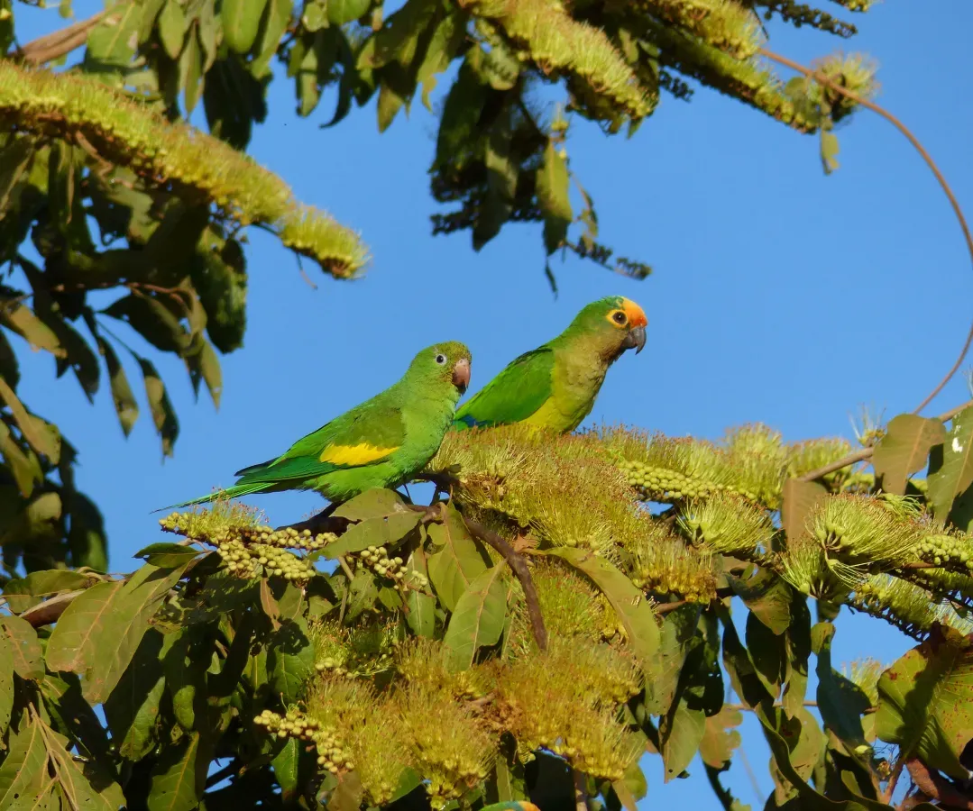 File:Yellow-chevroned Parakeet (Brotogeris chiriri)(Left) and Peach-fronted Parakeet (Aratinga aurea)(Right) on Combretum flowers ... (28443407306).jpg