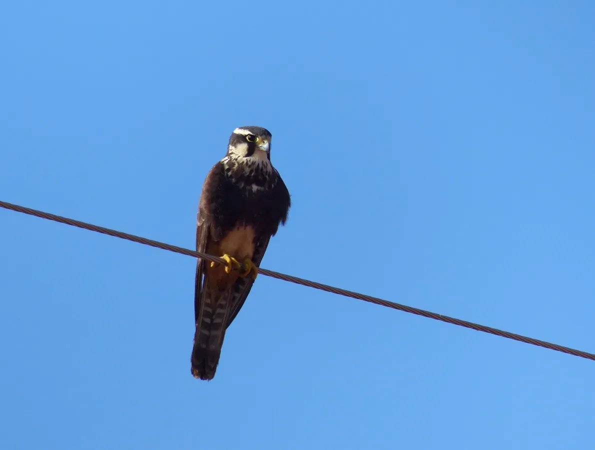 File:Aplomado Falcon (Falco femoralis) (27841186613).jpg