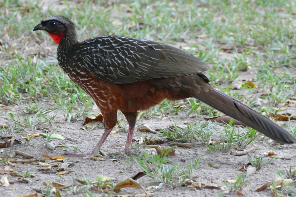 File:Chestnut-bellied Guan (Penelope ochrogaster) (28228043302).jpg