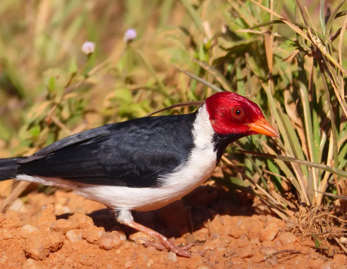 File:Yellow-billed Cardinal (Paroaria capitata) (27758466553).jpg