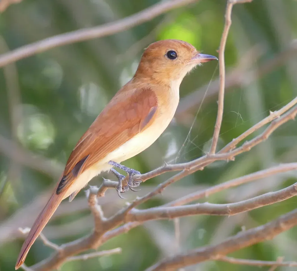 File:Rufous Casiornis (Casiornis rufus) (27985902620).jpg
