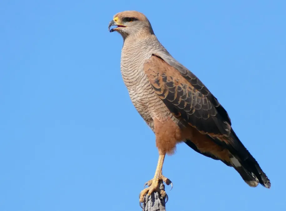 File:Savanna Hawk (Buteogallus meridionalis) (28209553996).jpg