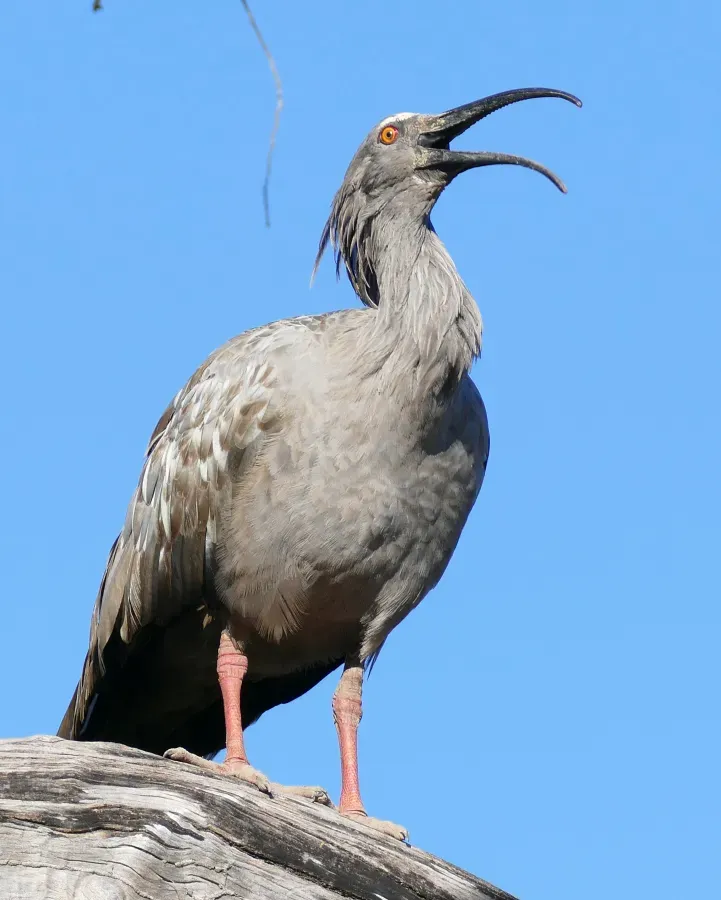 File:Plumbeous Ibis (Theristicus caerulescens) calling ... (28167442431).jpg