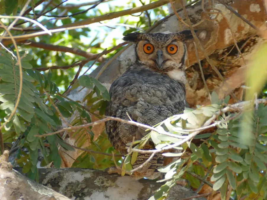 File:Great Horned Owl (Bubo virginianus) (28119936012).jpg