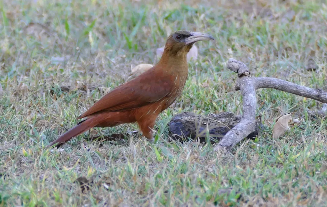 File:Great Rufous Woodcreeper (Xiphocolaptes major) foraging under cow pats ... (28117388502).jpg