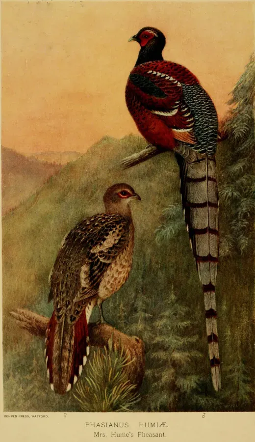 File:Syrmaticus humiae Gronvold.jpg