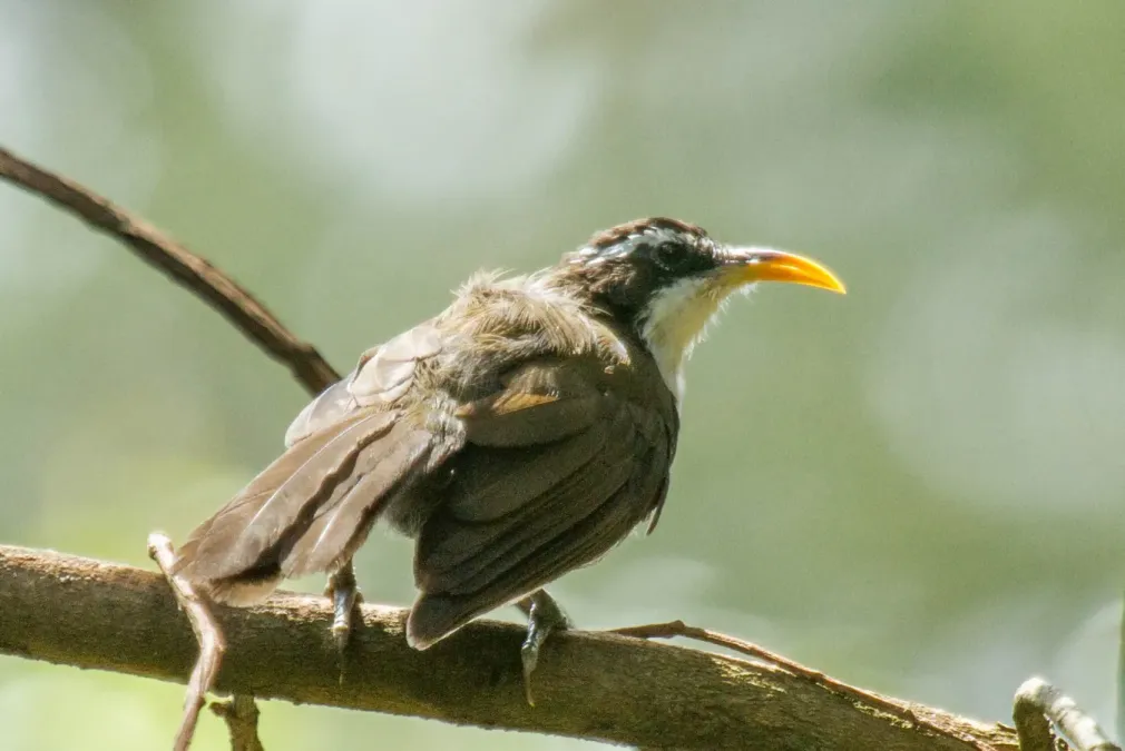 File:Indian Scimitar Babbler (Pomatorhinus horsfieldii) @ OBG.jpg