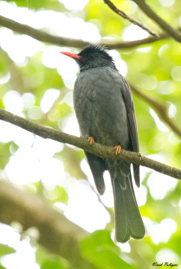 File:Square-tailed Bulbul (Hypsipetes ganeesa).jpg