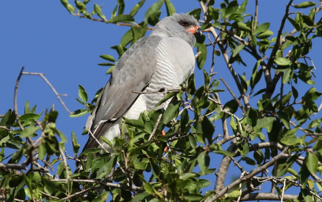 File:Gabar goshawk, Micronisus gabar, at Pilanesberg National Park, Northwest Province, South Africa (28062834283).jpg