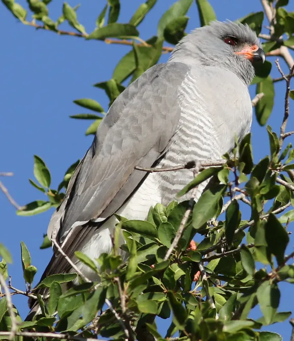 File:Gabar goshawk, Micronisus gabar, at Pilanesberg National Park, Northwest Province, South Africa (28572615482).jpg