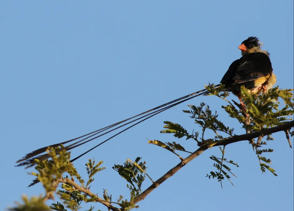 File:Shaft-tailed whydah, Vidua regia, at Pilanesberg National Park, Northwest Province, South Africa (28623364816).jpg
