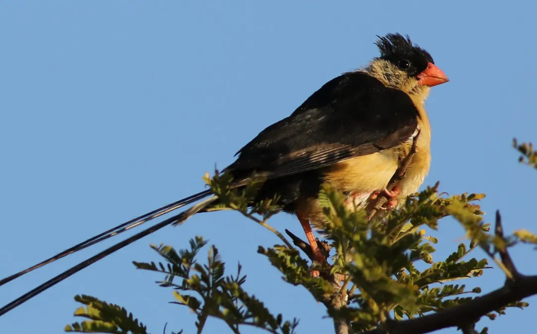 File:Shaft-tailed whydah, Vidua regia, at Pilanesberg National Park, Northwest Province, South Africa (28039405033).jpg