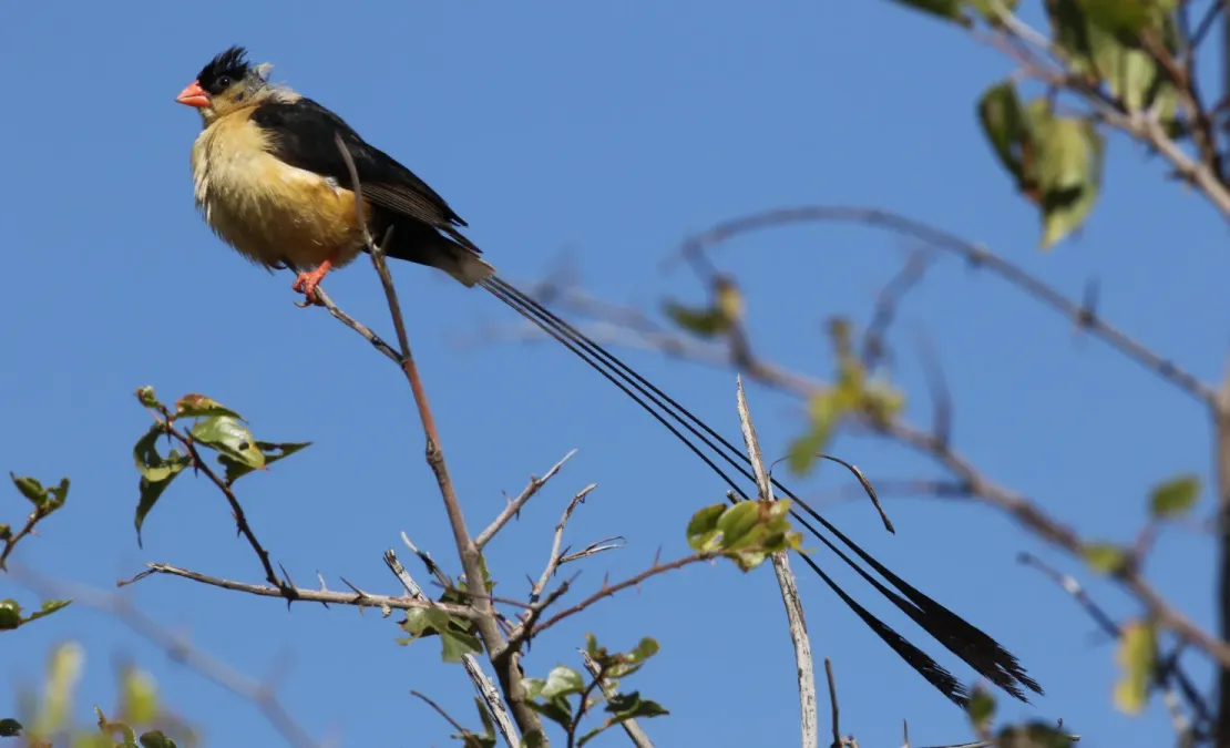 File:Shaft-tailed whydah, Vidua regia, at Pilanesberg National Park, Northwest Province, South Africa (28039417413).jpg