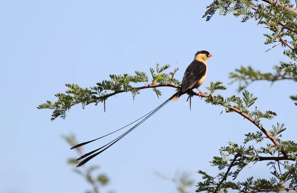 File:Shaft-tailed whydah, Vidua regia, at Pilanesberg National Park, Northwest Province, South Africa (28655784975).jpg