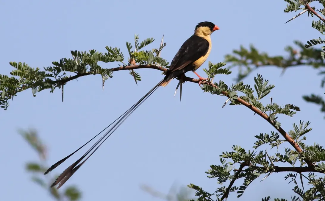 File:Shaft-tailed whydah, Vidua regia, at Pilanesberg National Park, Northwest Province, South Africa (28039399853).jpg