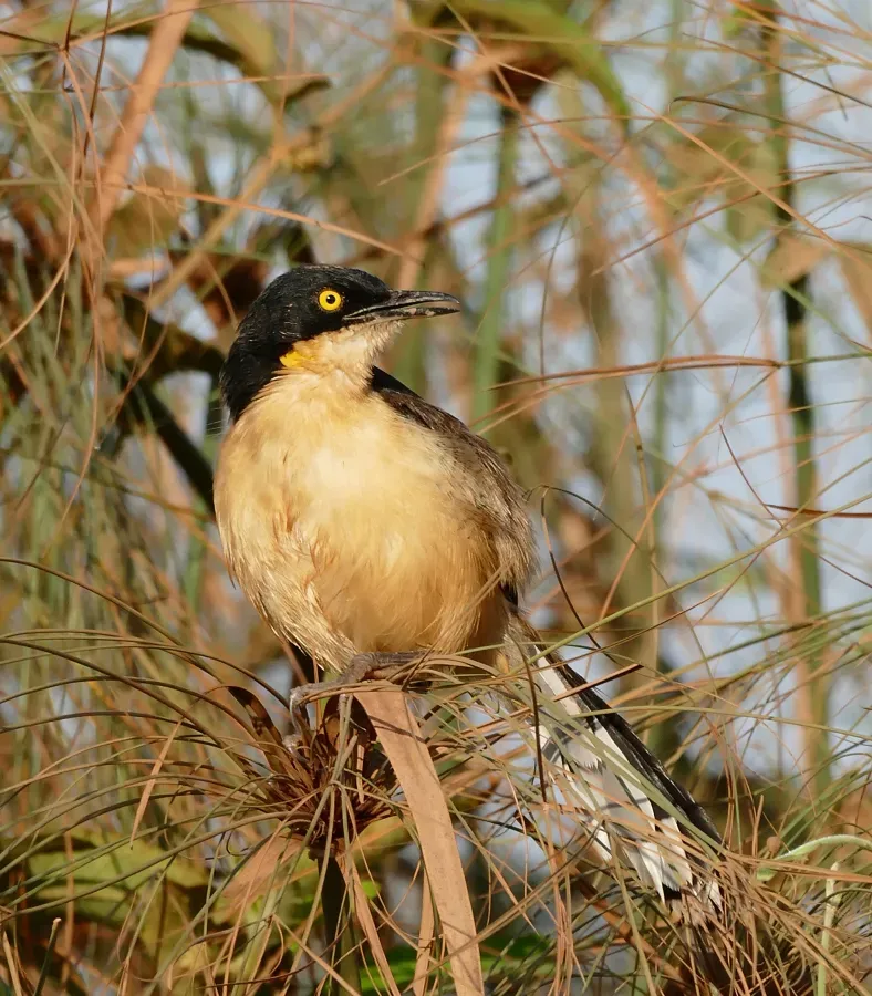 File:Black-capped Mocking Thrush (Donacobius atricapilla) (28577598056).jpg