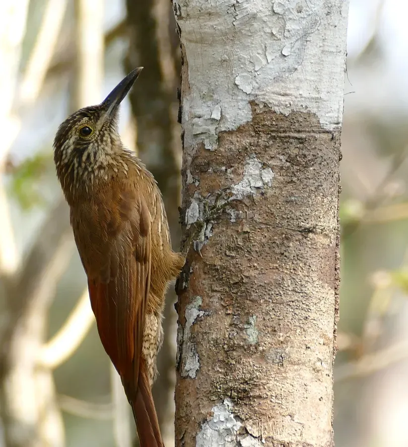 File:Planalto Woodcreeper (Dendrocolaptes platyrostris) (27974499524).jpg