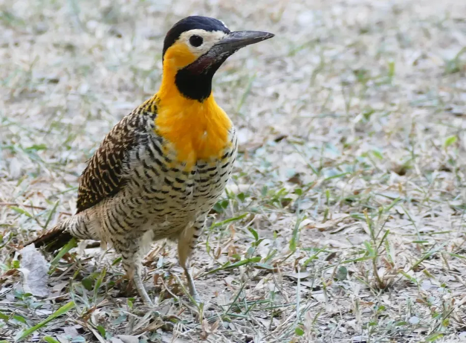 File:Campo Flicker (Colaptes campestris) male (28511352732).jpg