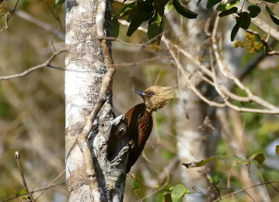 File:Pale-crested Woodpecker (Celeus lugubris) female (28483055692).jpg