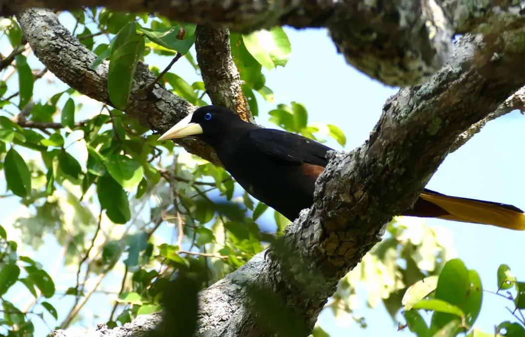 File:Yellow-rumped Cacique (Cacicus cela) (28483331772).jpg