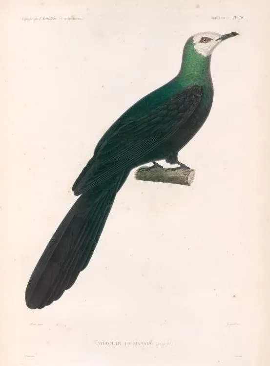 File:Turacoena manadensis Prêtre.jpg
